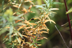 Coleosporium solidaginis