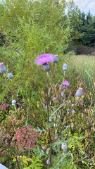 Cirsium muticum