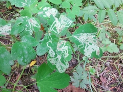 Phytomyza minuscula group