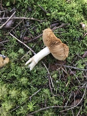 Cortinarius caperatus