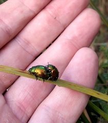 Chrysolina herbacea