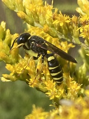 Philanthus