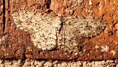 Ectropis crepuscularia