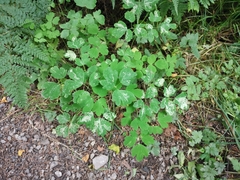 Phytomyza minuscula group