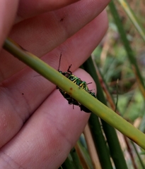 Chrysolina herbacea