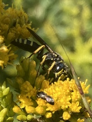 Philanthus