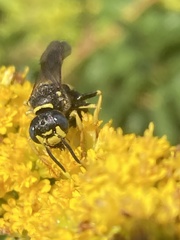 Philanthus