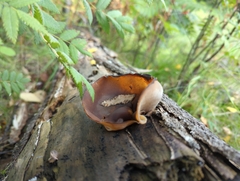 Peziza varia