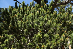 Pinus aristata