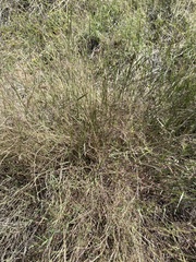 Muhlenbergia porteri
