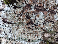 Parmelina carporrhizans