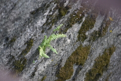 Asplenium platyneuron