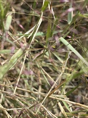 Muhlenbergia porteri