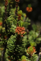 Pinus aristata