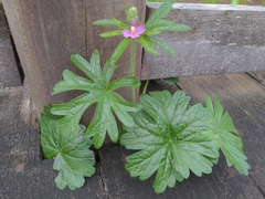 Sidalcea