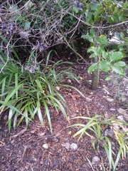Solanum laxum