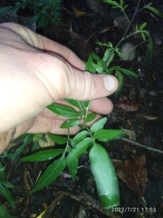 Solanum laxum