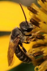 Halictus