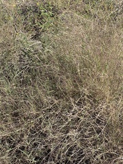 Muhlenbergia porteri
