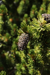 Pinus aristata