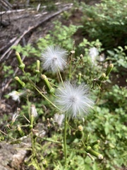 Erechtites hieraciifolius