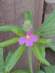 Sidalcea