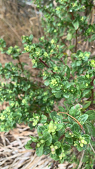 Baccharis pilularis