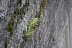 Asplenium platyneuron
