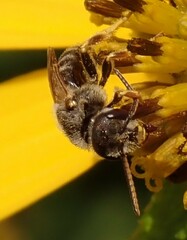Halictus