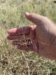 Muhlenbergia porteri