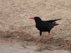 Pyrrhocorax pyrrhocorax