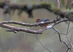 Pterorhinus treacheri