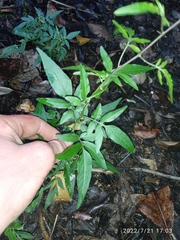 Solanum laxum