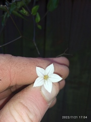 Solanum laxum