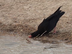 Pyrrhocorax pyrrhocorax