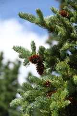 Picea engelmannii