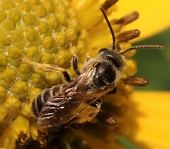 Halictus