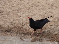Pyrrhocorax pyrrhocorax