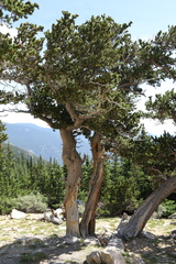 Pinus aristata