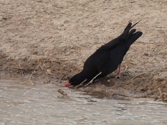 Pyrrhocorax pyrrhocorax