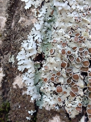 Parmelina carporrhizans