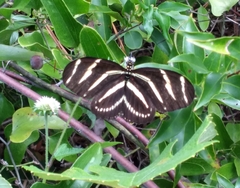 Heliconius charithonia