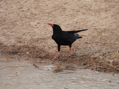 Pyrrhocorax pyrrhocorax