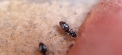 Plagiolepis