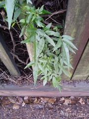 Solanum laxum