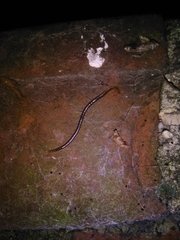 Geophilus carpophagus