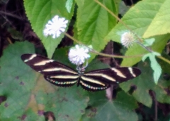 Heliconius charithonia