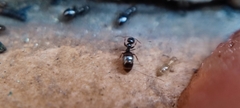 Plagiolepis