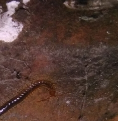 Geophilus carpophagus