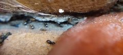 Plagiolepis
